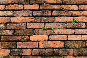 Obraz premium brick wall, background