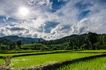 rice field in the mountain, afternoon light, thailand