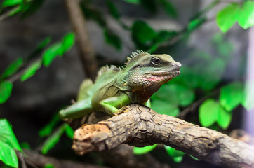lizard life in  thailand zoo