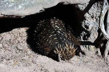 Tachyglossus aculeatu, Echidna (spiny anteaters) lying under the tree. It's one of the only few living mammals that lay eggs.