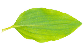 Green leaf isolated on white background