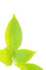 Fototapeta premium Green leaf isolated on white background