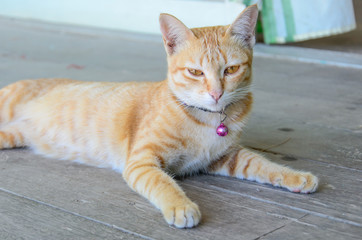Fototapeta premium Ginger cat