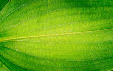 Green leaves natural background wallpaper