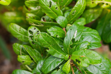 Fototapeta na wymiar disease green leaves Fungus 