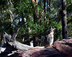 The yellow-footed rock-wallaby (Petrogale xanthopus) is a member of the macropod family.