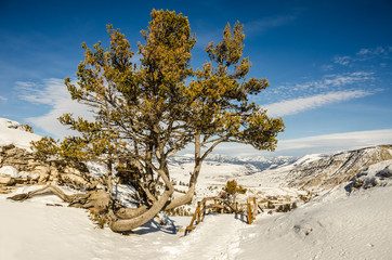 Whitebark pine (Pinus albicaulis) 