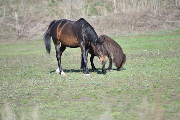 Fototapeta premium Horses at the farm