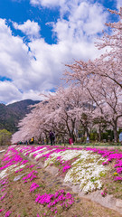 河口湖の春風景2017