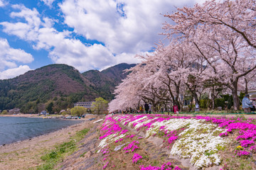 河口湖の春風景2017
