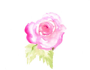 Pink rose on white, watercolor painting