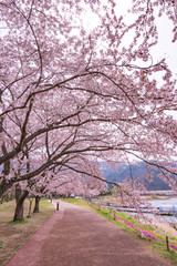 河口湖の春風景2017