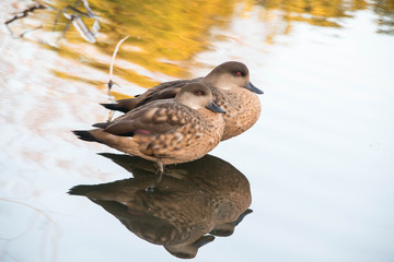 Two female chestnut teal ducks in shallow water in a zoo in England, UK