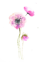 Pink poppies on white