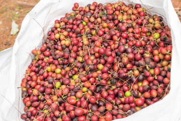 arabica coffee seeds on tree,Loei, Thailand.