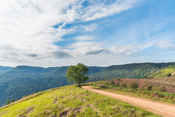road to cherry blossom hill