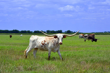 Fototapeta na wymiar Spotted Longhorn Full/White Spotted Longhorn cattle in a field