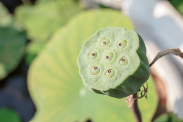 lotus pod seed