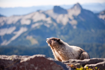 Marmot sitting on a rock
