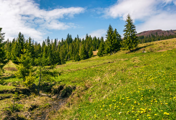 Fototapeta na wymiar stream among the forest on hillside