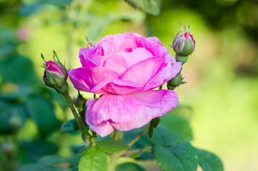 Pink rose flower on the background of a rose bush