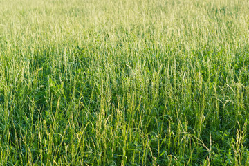 Background of the high grass with ears