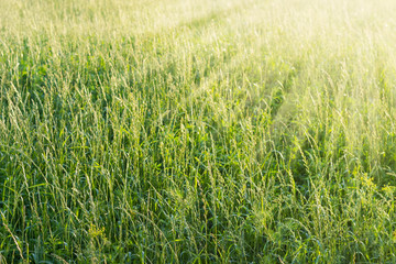 Fototapeta premium Background of the high grass on the sunset
