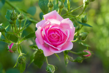 Branch of the pink rose with flower and buds