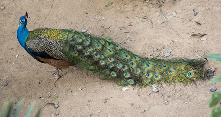 Fototapeta premium Peacock