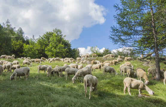Group of sheep grazing in mountain meadows