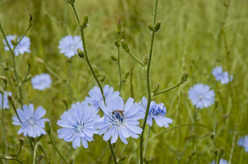 Wegwarte in der Wiese