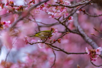 The Japanese White-eye.The background is cherry blossoms. Located in Tokyo Prefecture Japan.