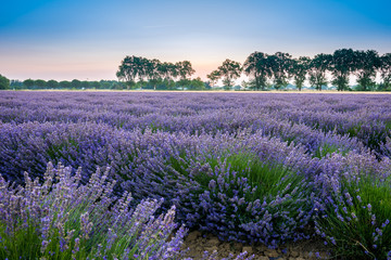 Obraz premium Champ de lavande au lever du soleil, Provence, France