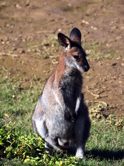 Closeup of Eastern Grey Kangaroo (Macropus giganteus) at Potato Point, NSW Australia