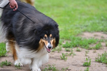 Dog breeds of Collie