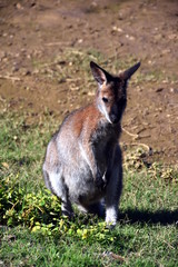 Closeup of Eastern Grey Kangaroo (Macropus giganteus) at Potato Point, NSW Australia