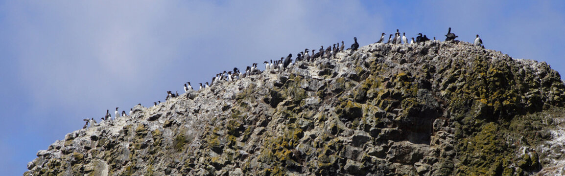 Common Murres and pelagic cormorant