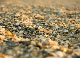 Seashells on the sea beach