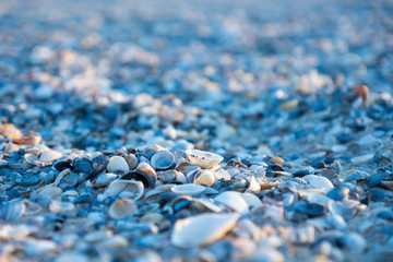 Seashells on the sea beach