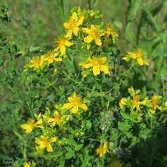 Hypericum perforatum, johanniskraut, blooms at dry locations yellow bright in june