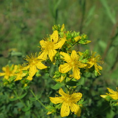 Hypericum perforatum, johanniskraut, blooms at dry locations yellow bright in june
