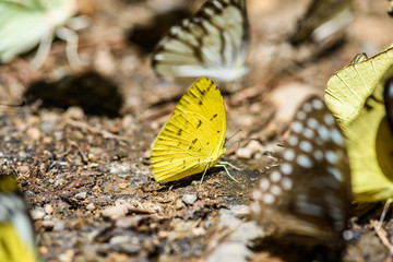 many pieridae butterflies gathering water on floor