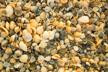 Seashells on the sea beach