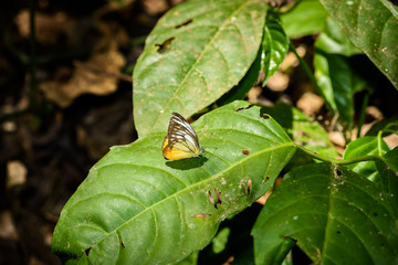 many pieridae butterflies gathering water on floor