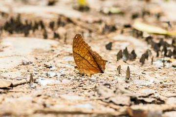many pieridae butterflies gathering water on floor