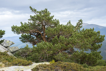 Fototapeta na wymiar Scots pine forest and padded brushwood (Cytisus oromediterraneus and Juniperus communis) in Siete Picos (Seven Peaks) range, Guadarrama Mountains National Park, provinces of Madrid and Segovia, Spain