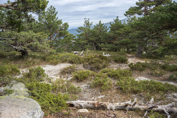 Fototapeta na wymiar Scots pine forest and padded brushwood (Cytisus oromediterraneus and Juniperus communis) in Siete Picos (Seven Peaks) range, Guadarrama Mountains National Park, provinces of Madrid and Segovia, Spain