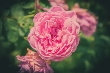 Rose Vintage Flowers In warm tones