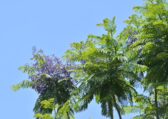 ジャカランダの花と青空