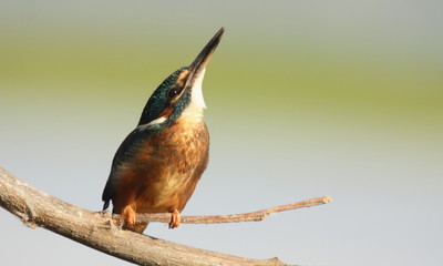 Thirsty kingfisher 